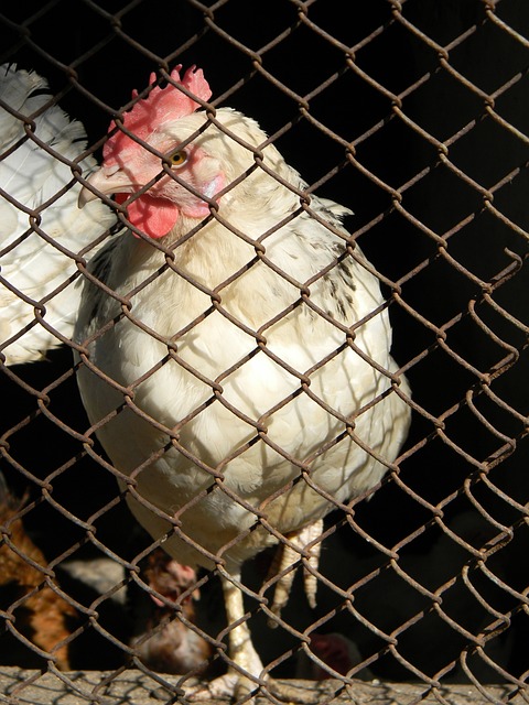 刘宇坤的职 刘宇坤的职